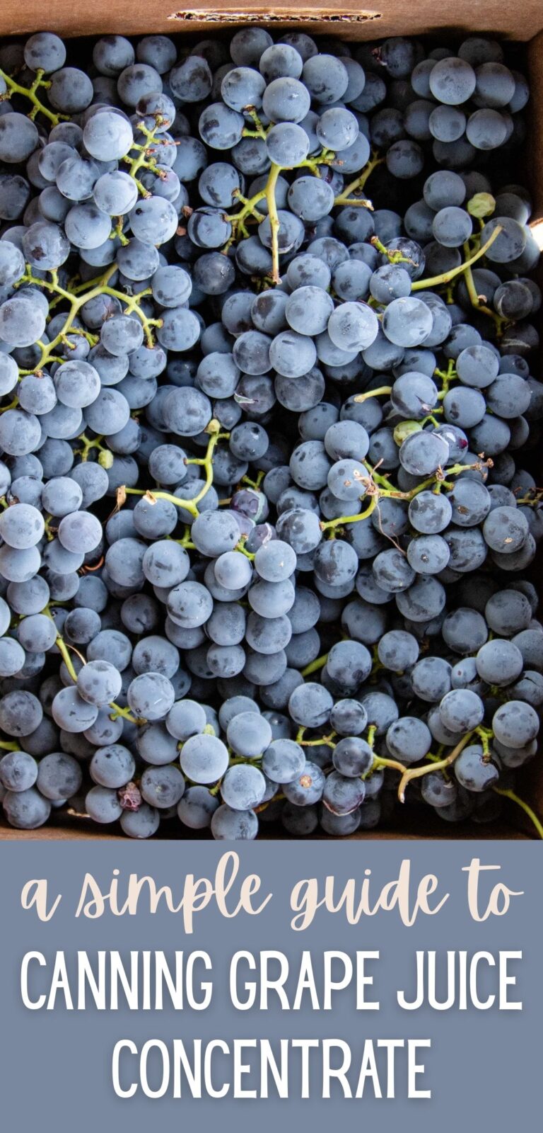 Secna Canning Grape Juice Concentrate (to make Grape Juice) - Small Town Scratch